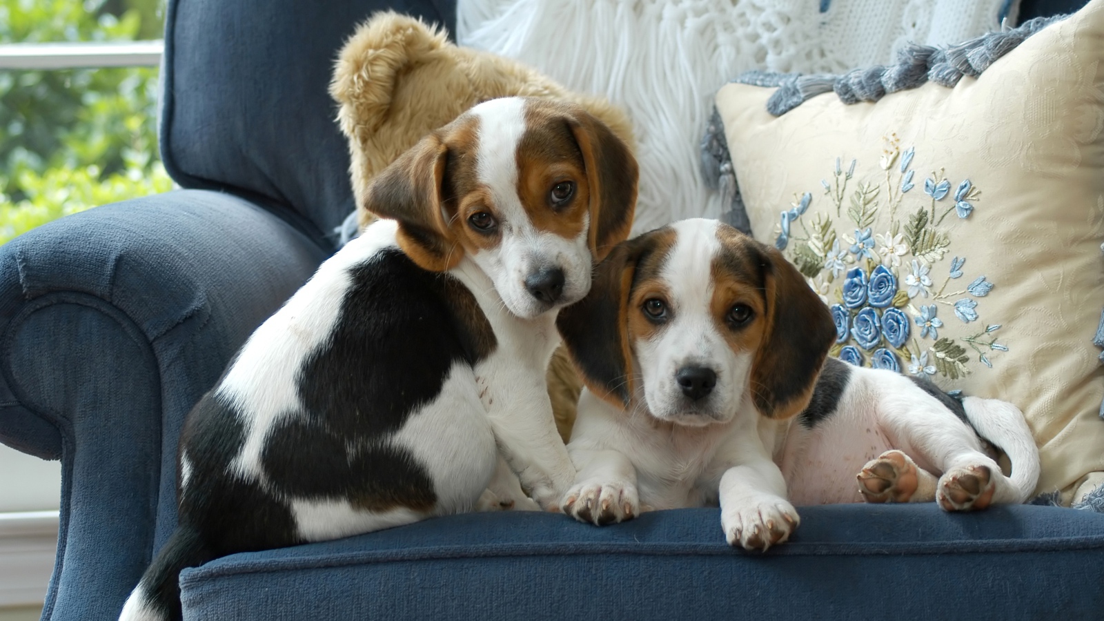Два маленьких щенка бигля сидят на диване