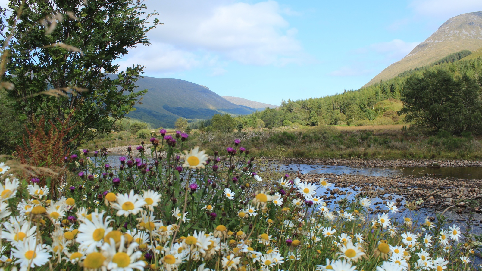 Field chamomile and thistle on the bank of a mountain river
