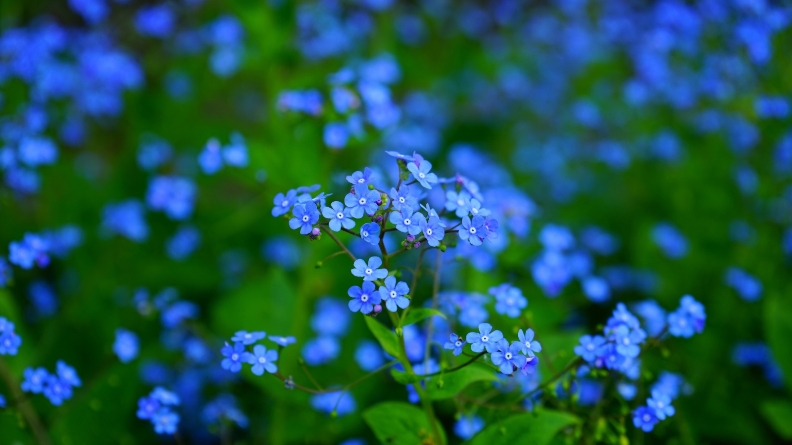 Beautiful blue small forget-me-not flowers