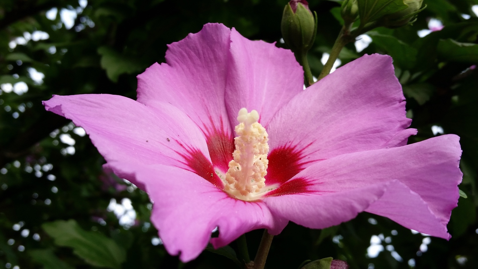 Большой розовый цветок гибискуса с бутоном