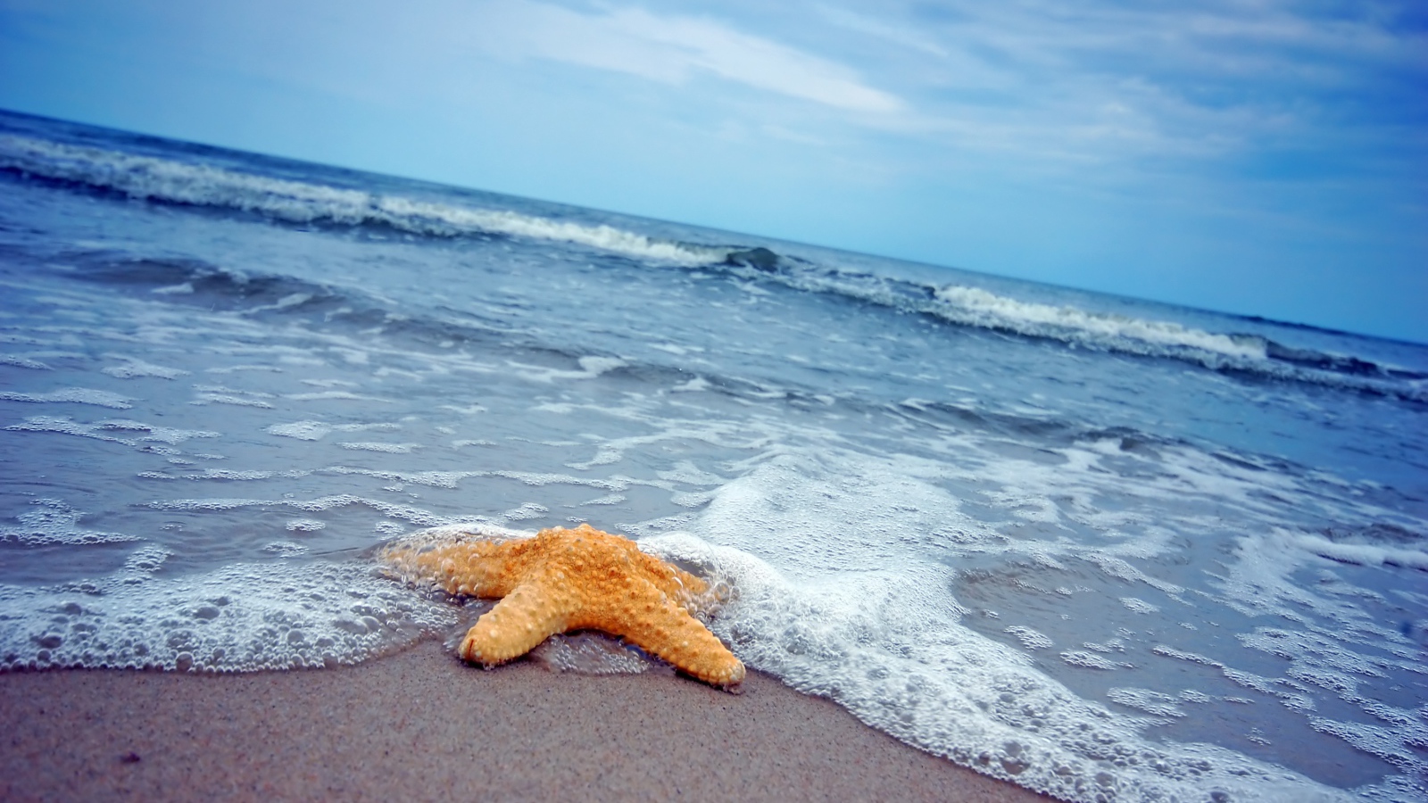 Морская звезда на песке у моря 