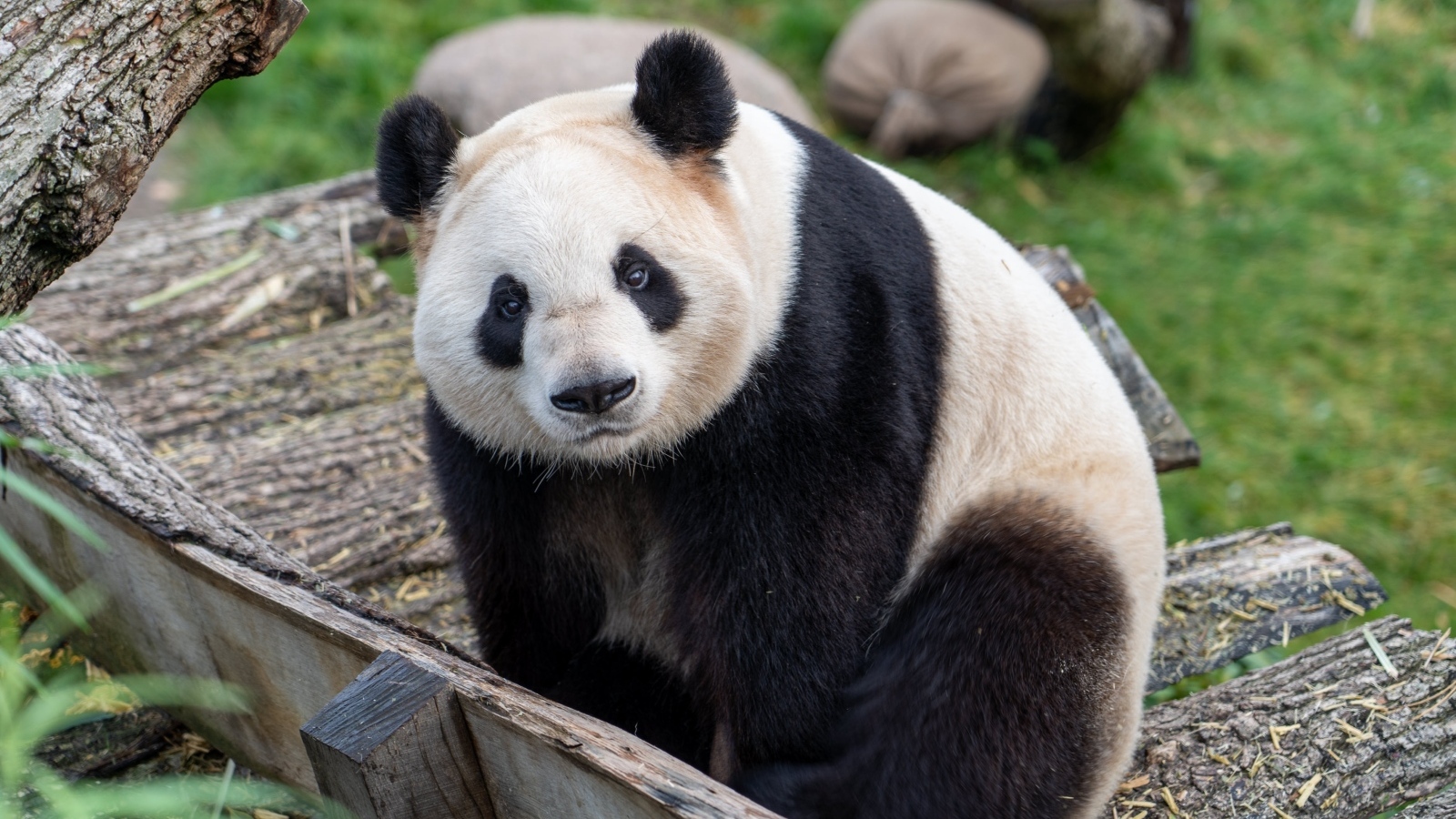 Большая панда в зоопарке