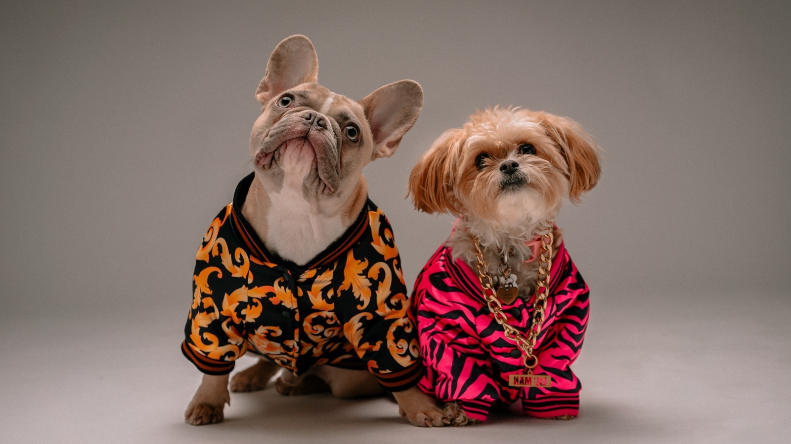 Две породистые собаки в костюмах на сером фоне