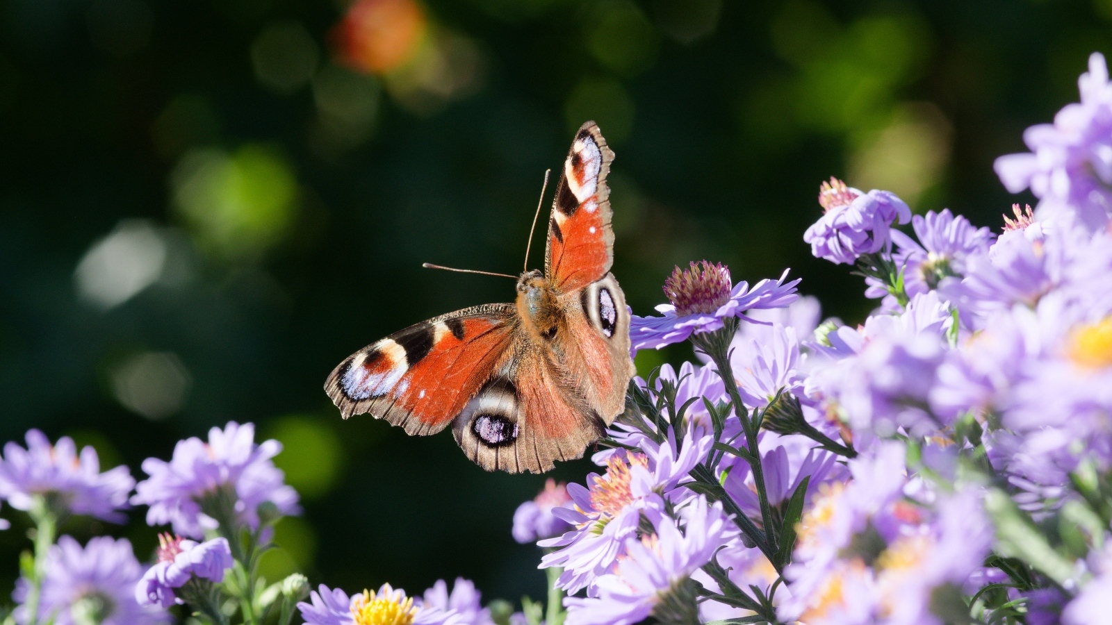 Коричневая бабочка сидит на цветке сентябринки