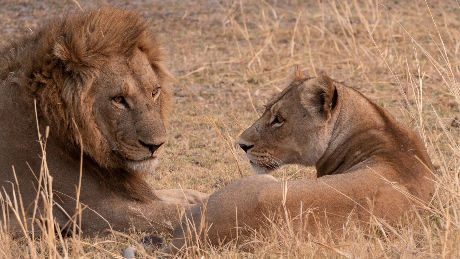Грациозные лев и львица лежат на сухой траве