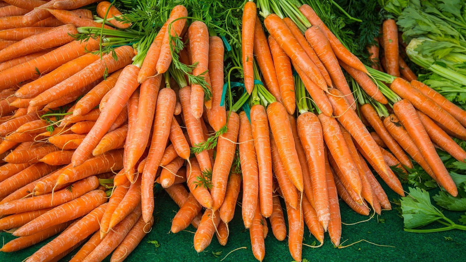 Много оранжевой моркови