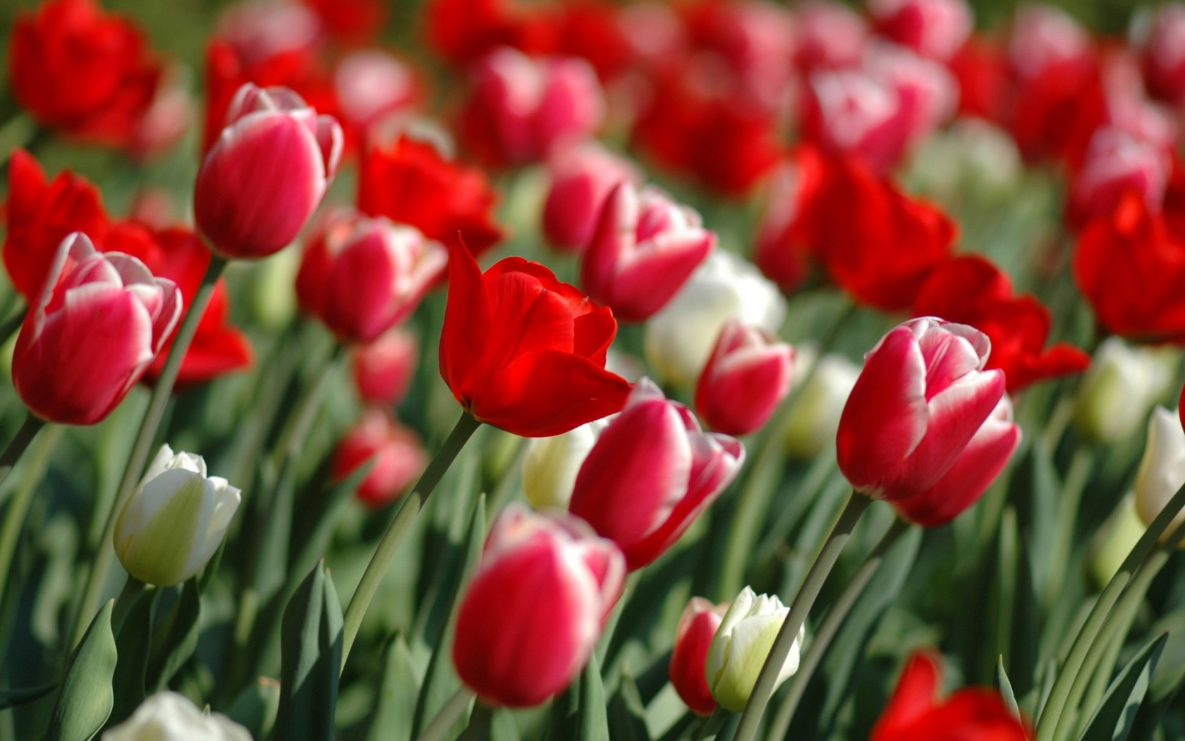 ВЕСНА пришла!!! Nature_Flowers_Tulips_spring__Flowers_008359_