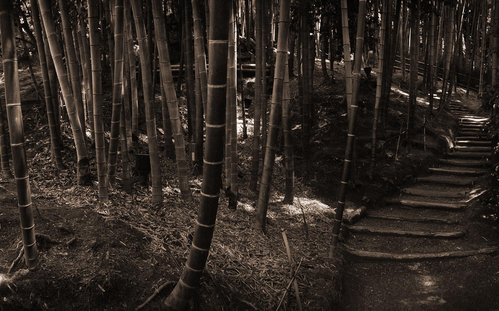 Previous, Nature - Forest - Bamboo forest wallpaper