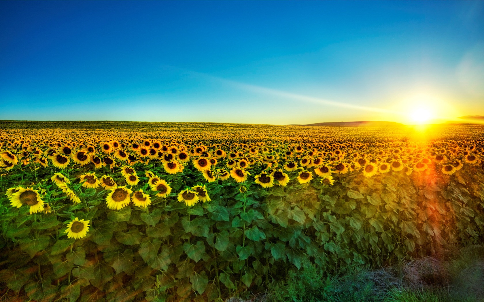 http://www.zastavki.com/pictures/1680x1050/2009/Nature_Sundown_Sunflower_fields_at_dusk_015996_.jpg