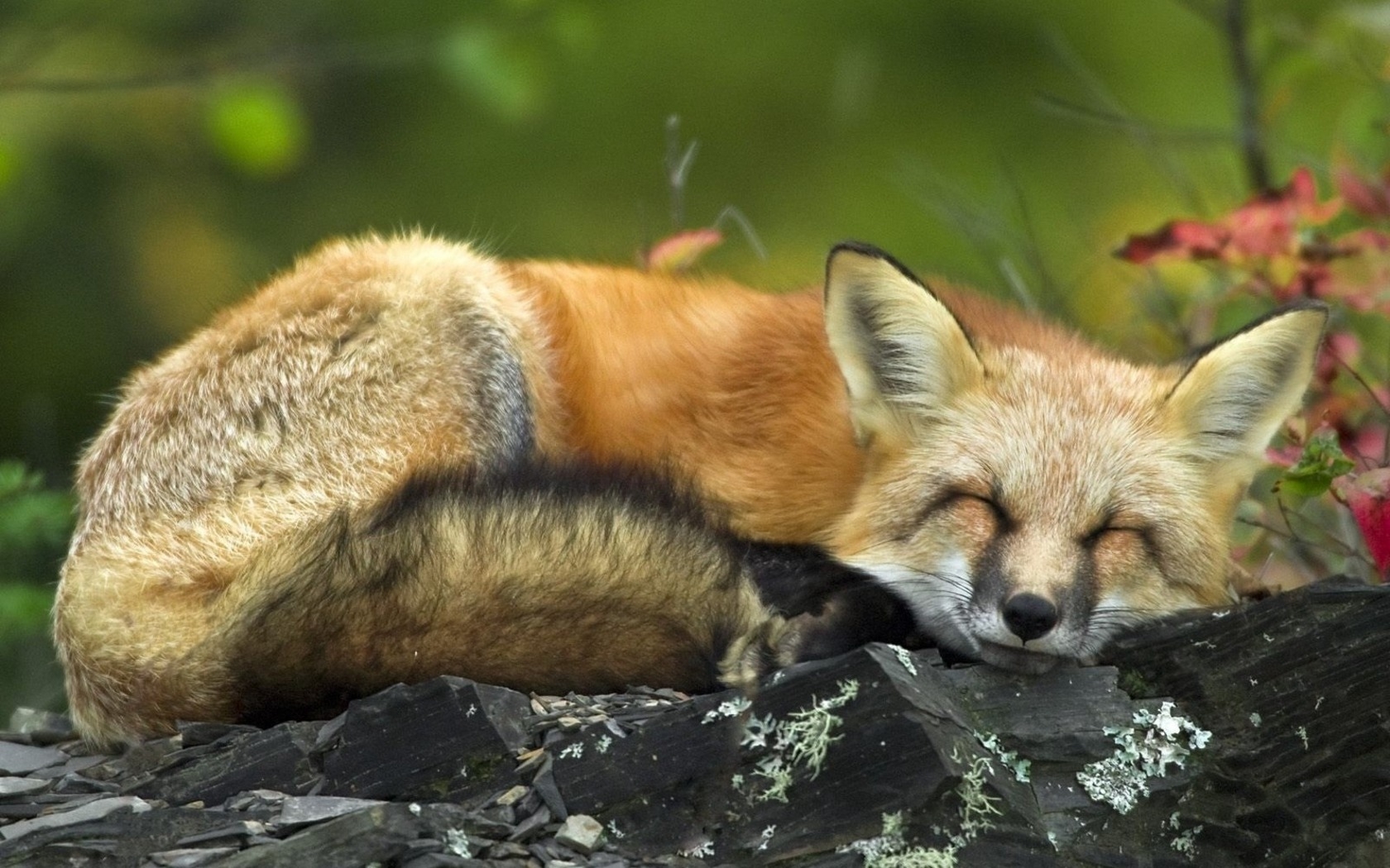 Спящий лис