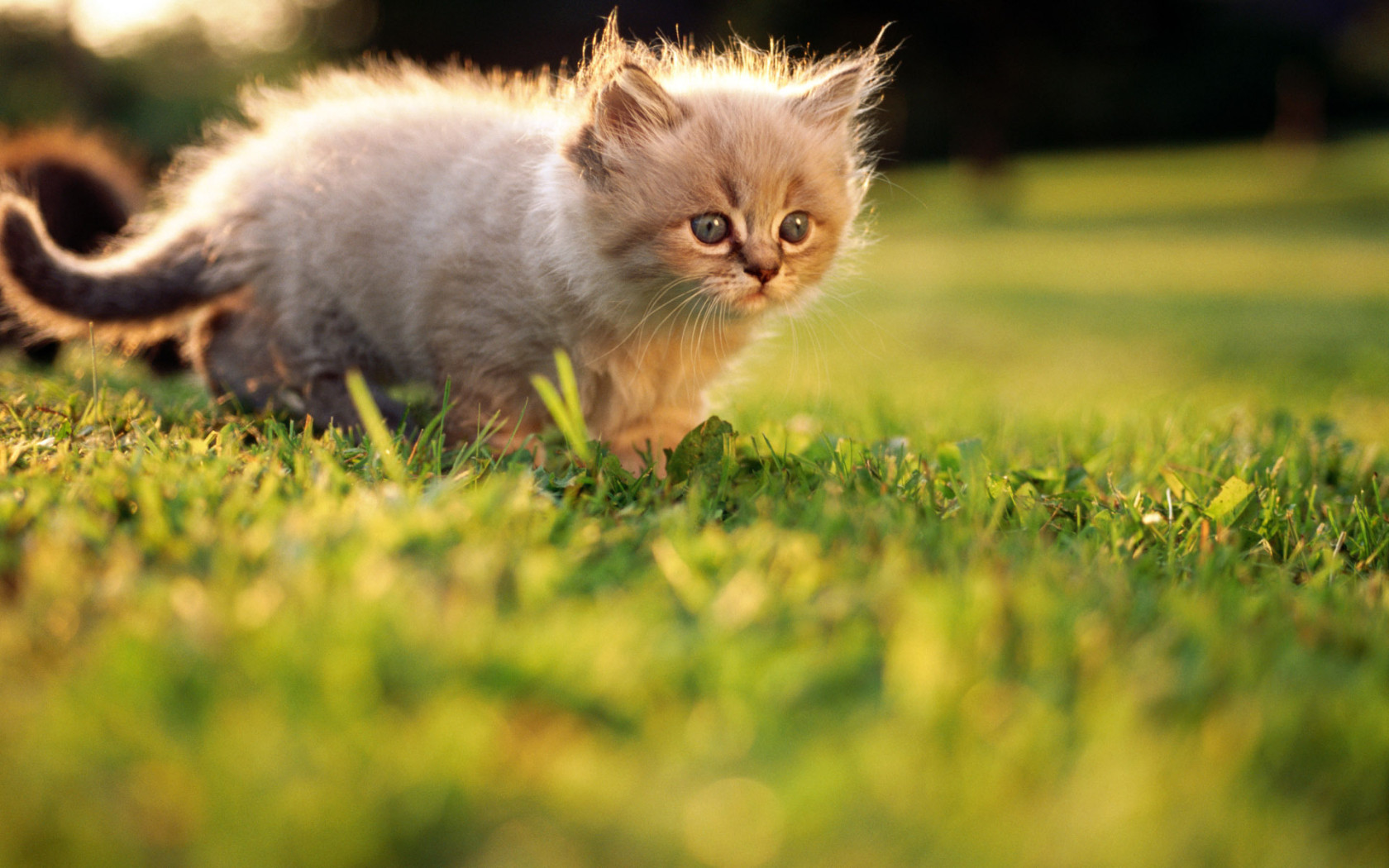 Кошкомания ))) http://www.zastavki.com/pictures/1680x1050/2010/Animals_Cats_Little_kitten_026156_.jpg
