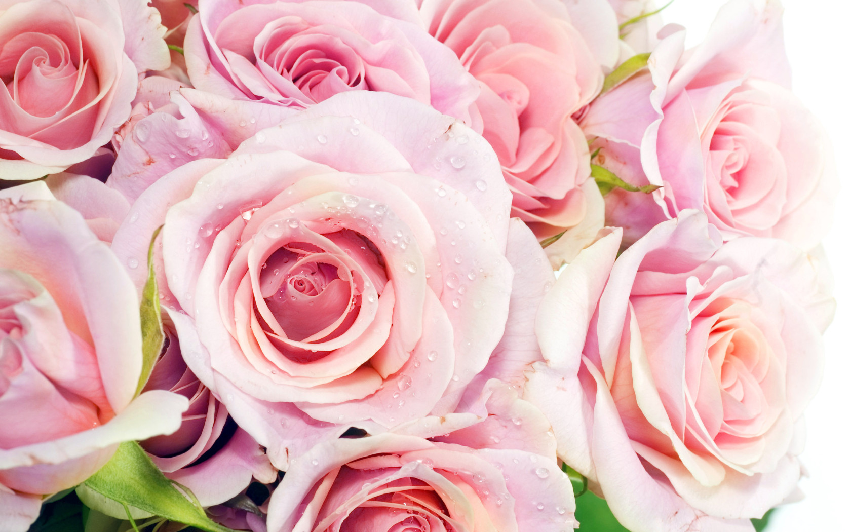 Bouquet of Roses Desktop wallpapers 1680x1050