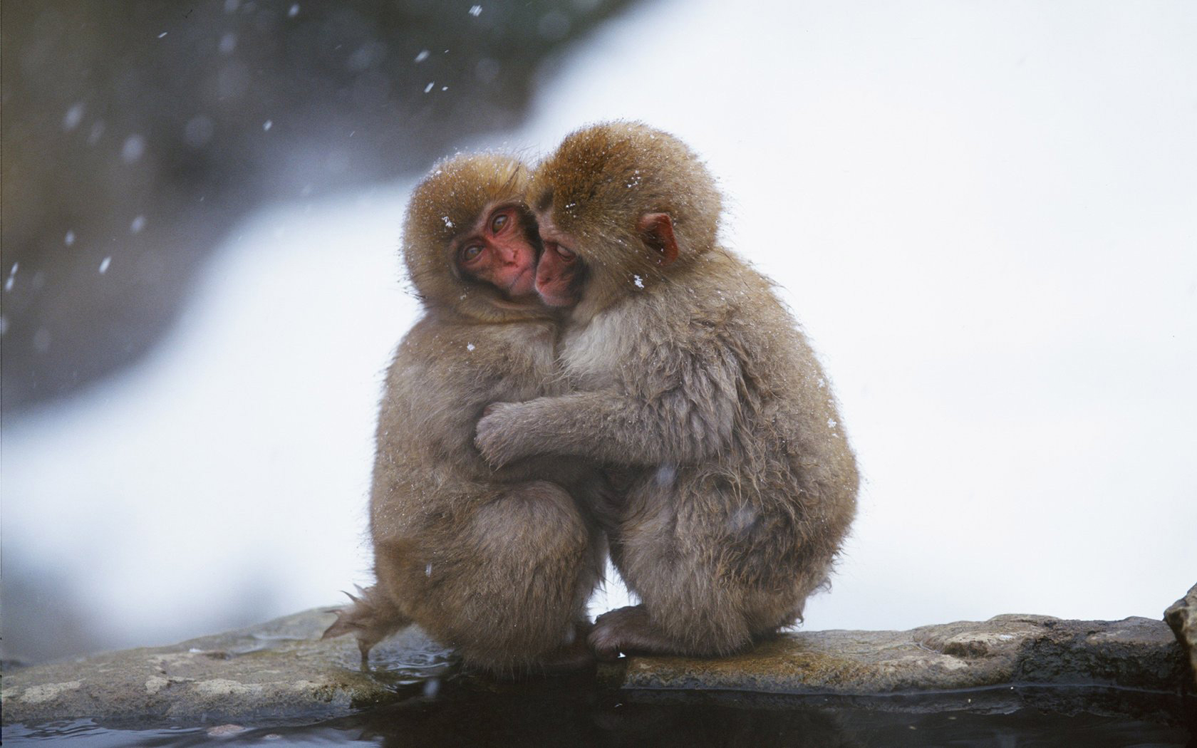 ANIMALS BEASTS FROZEN MONKEYS 027460