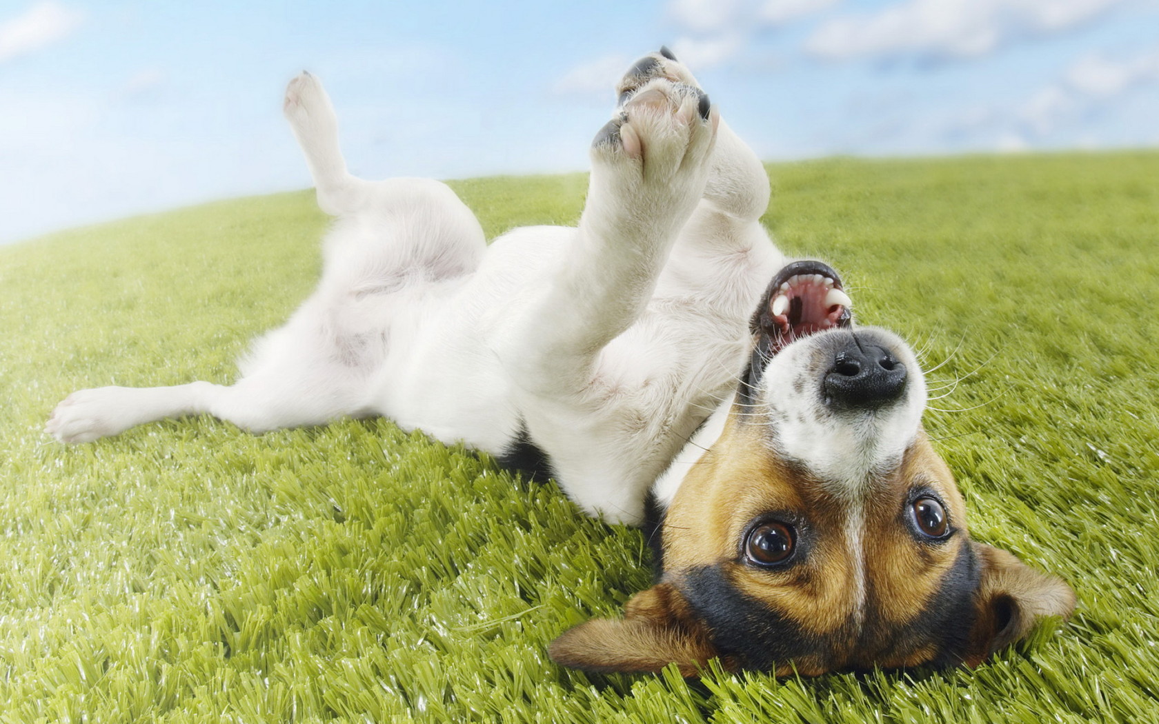 Jack Russell Terrier Desktop wallpapers 1680x1050