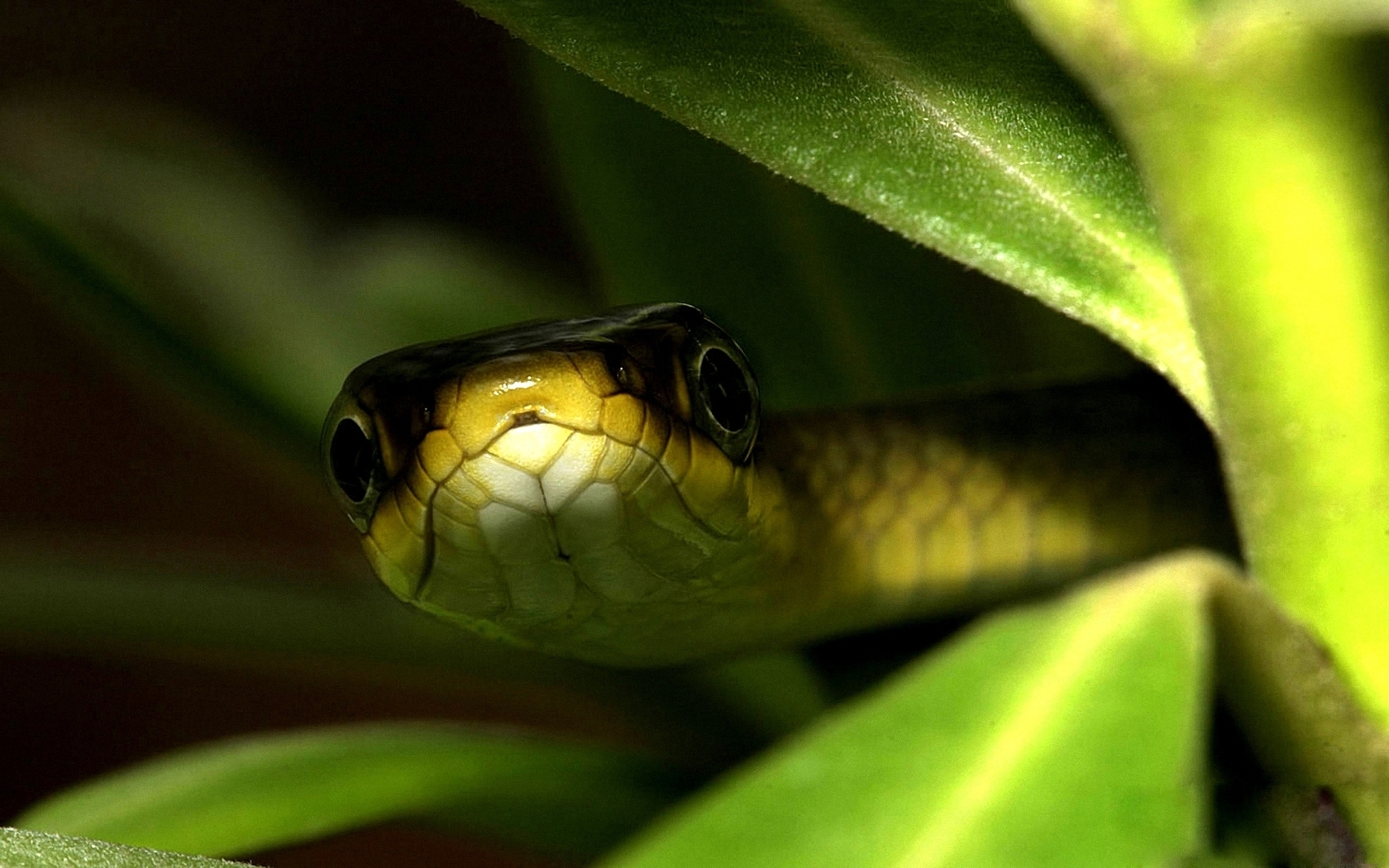 Animals_Reptiles_Snake_in_the_Grass_0324