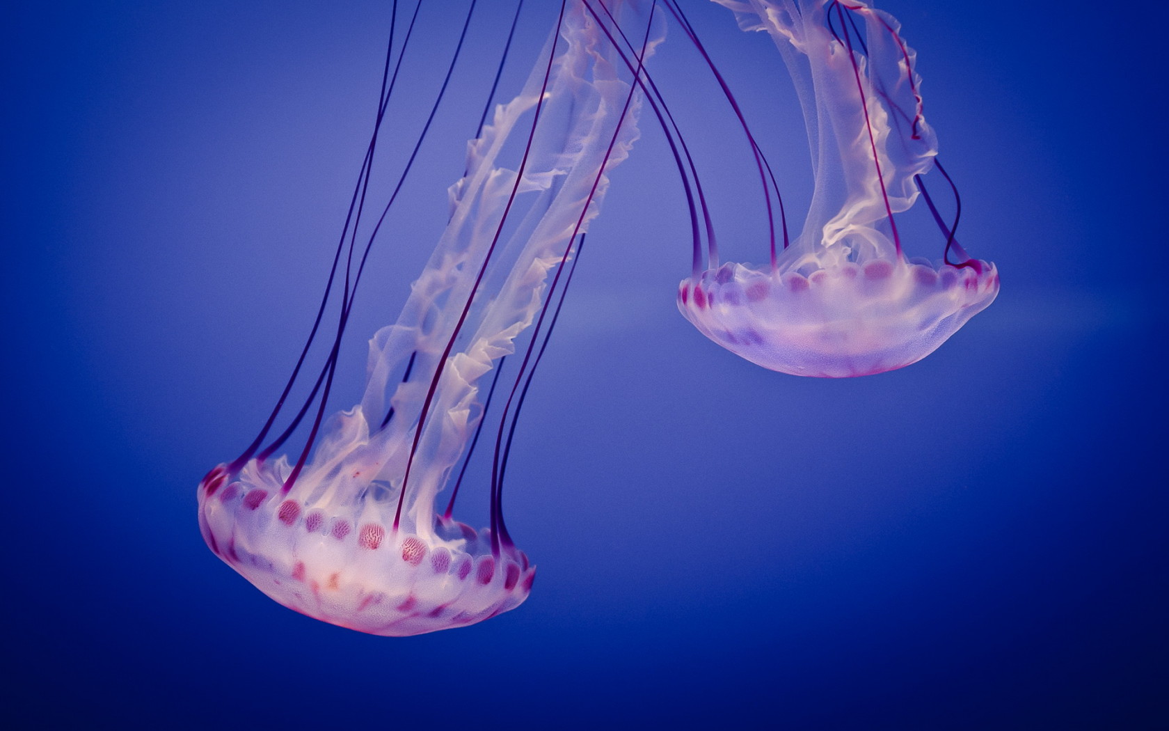 Две медузы