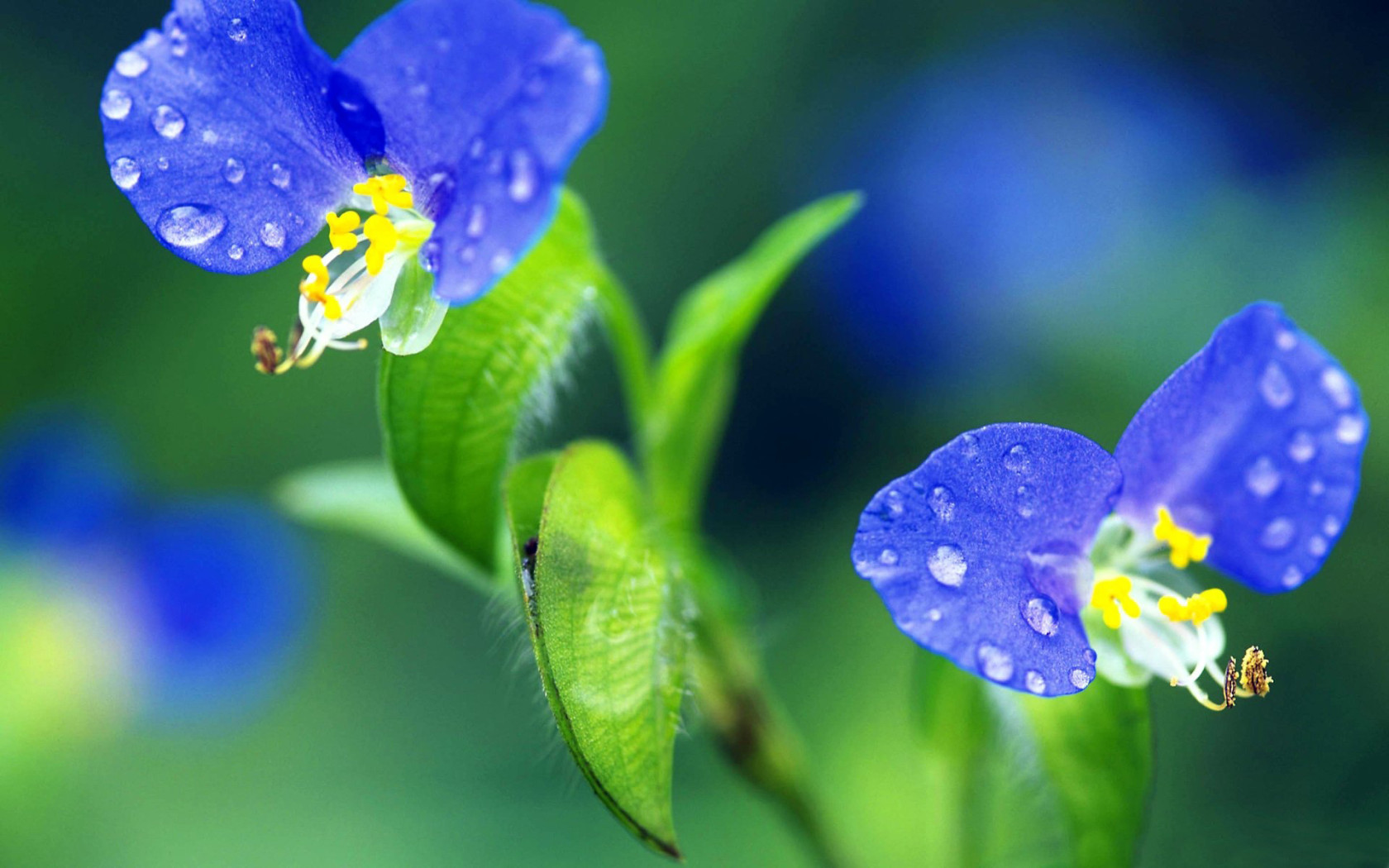 Синие цветочки