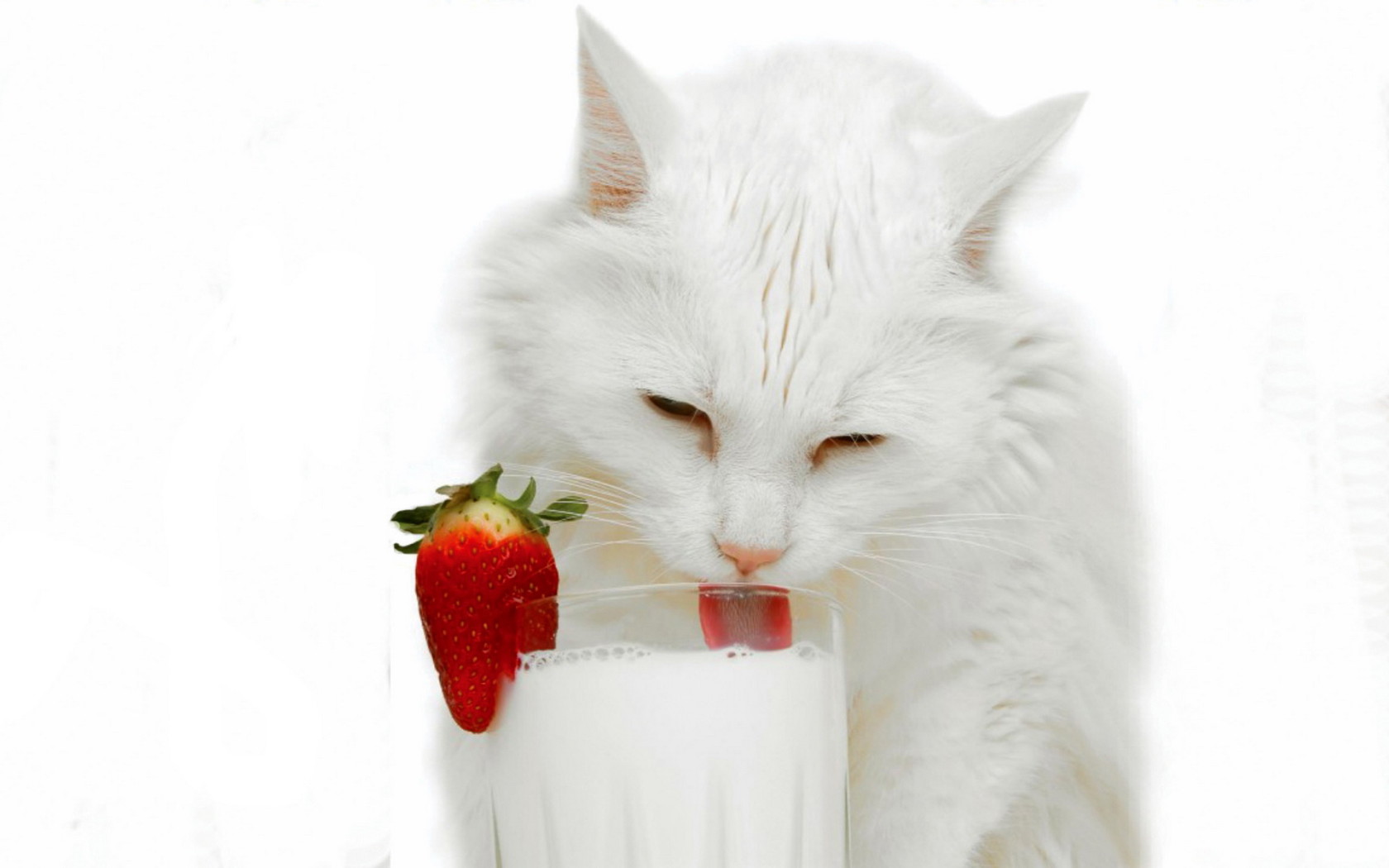White cat and milk