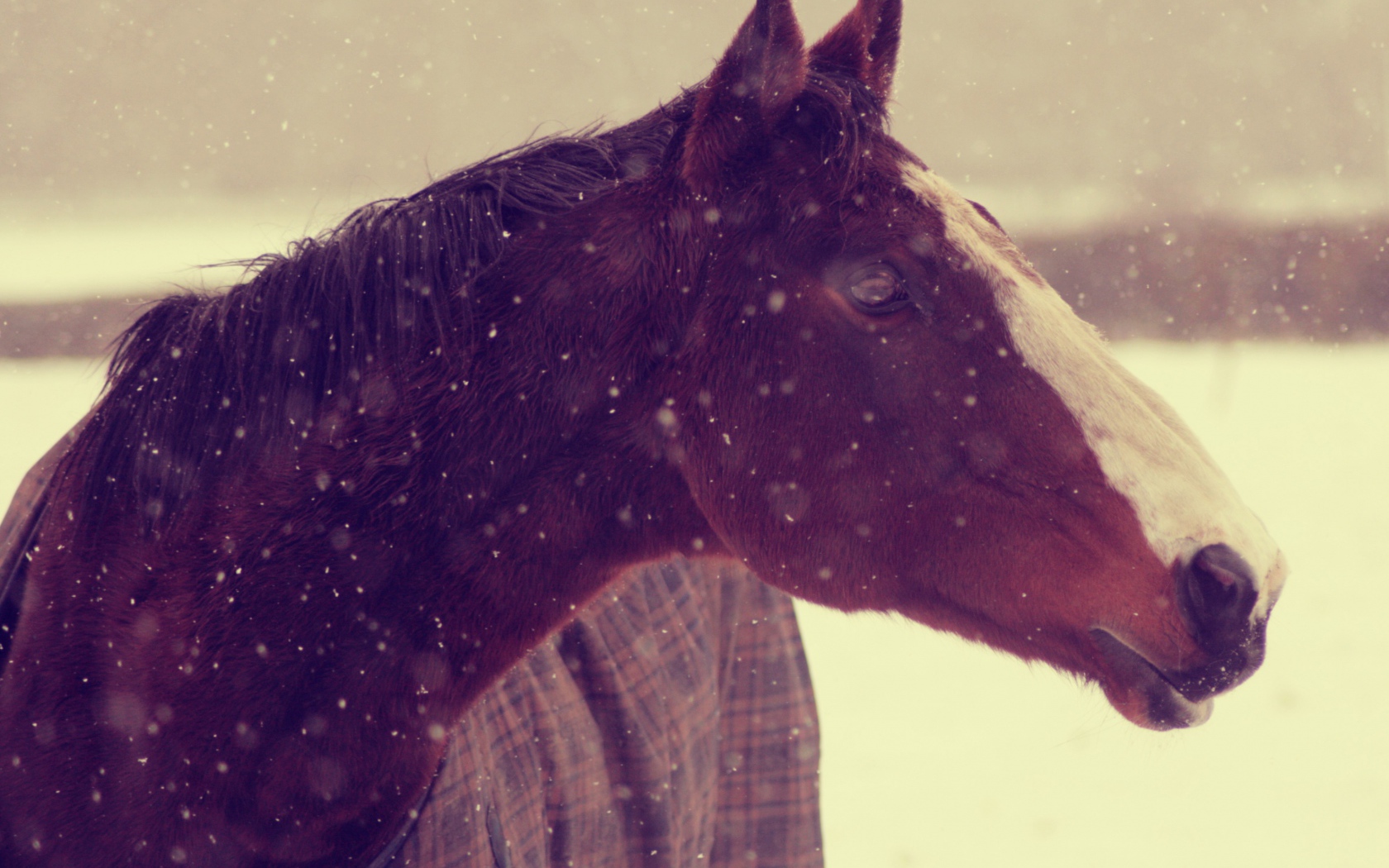 Horse in the winter