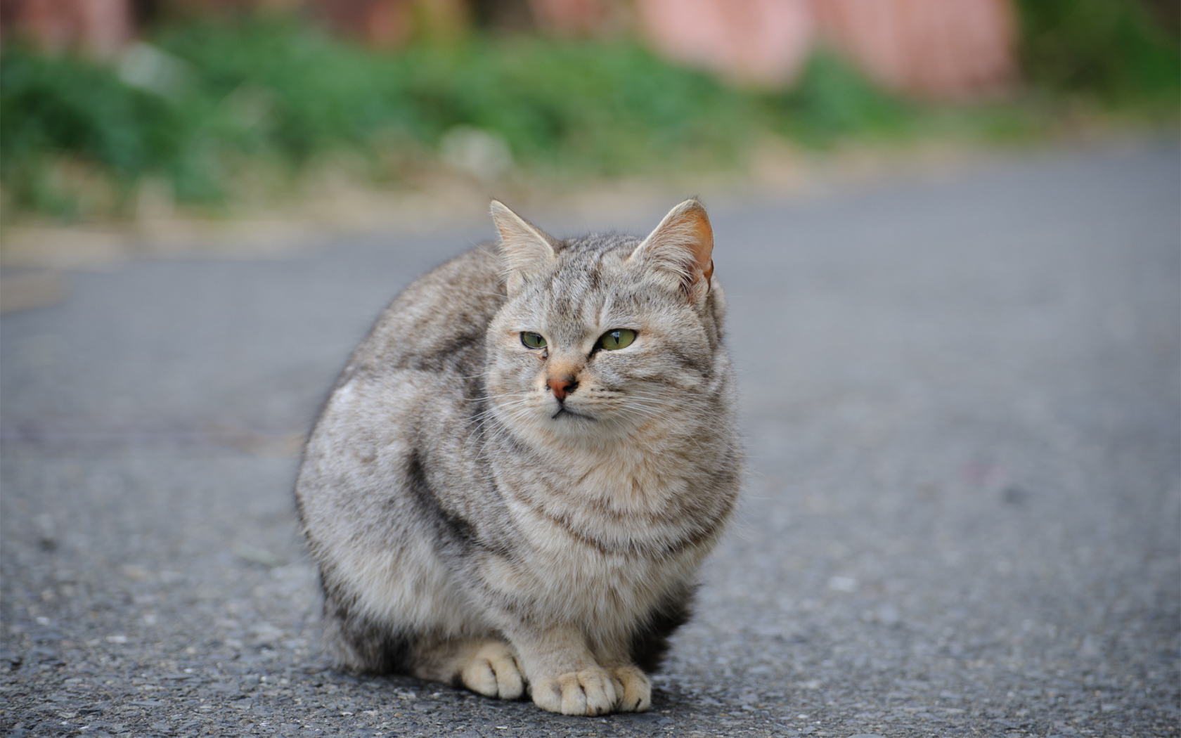 Sad street cat