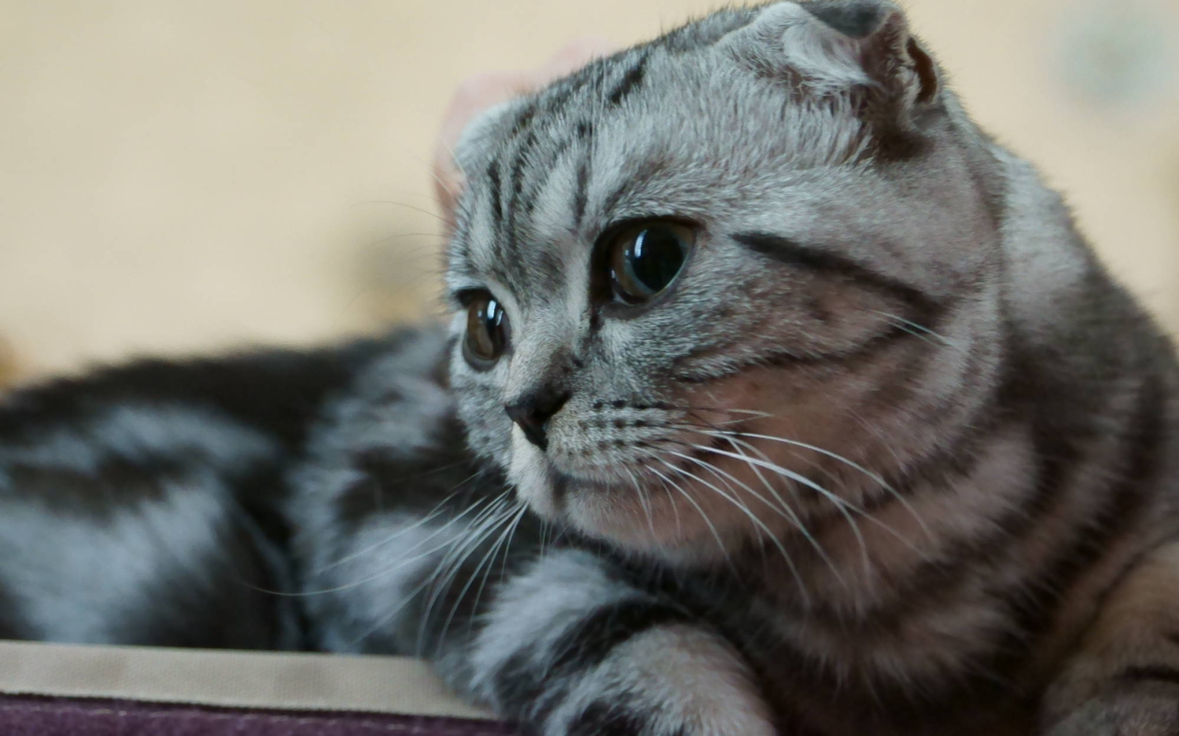 Серебристый красивый шотландский вислоухий кот