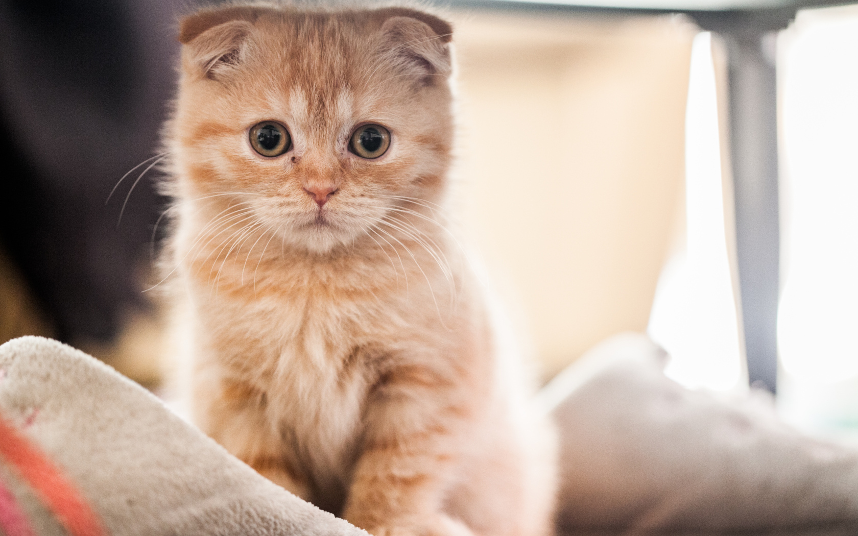 Small red Scottish Fold cat on the bed