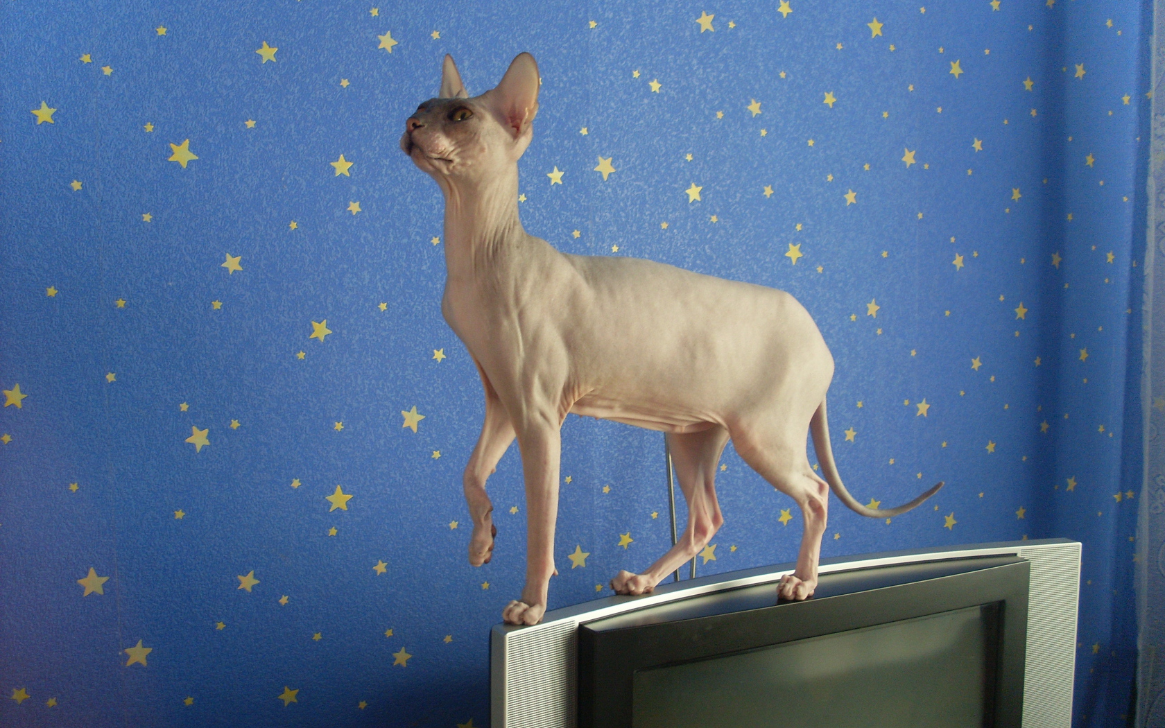 Кот сфинкс стоит на телевизоре
