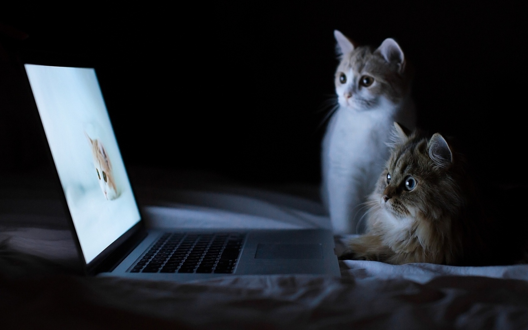 Два кота и лэптоп