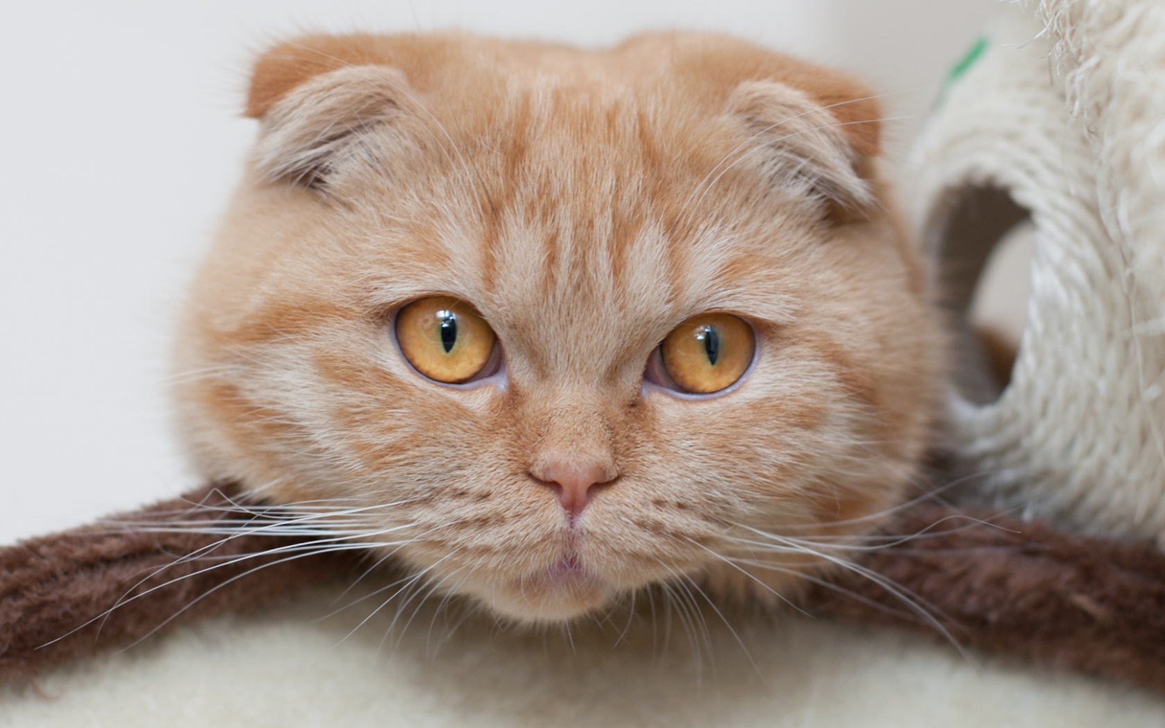 Симпатичный рыжий шотландский вислоухий кот с рыжими большими глазами