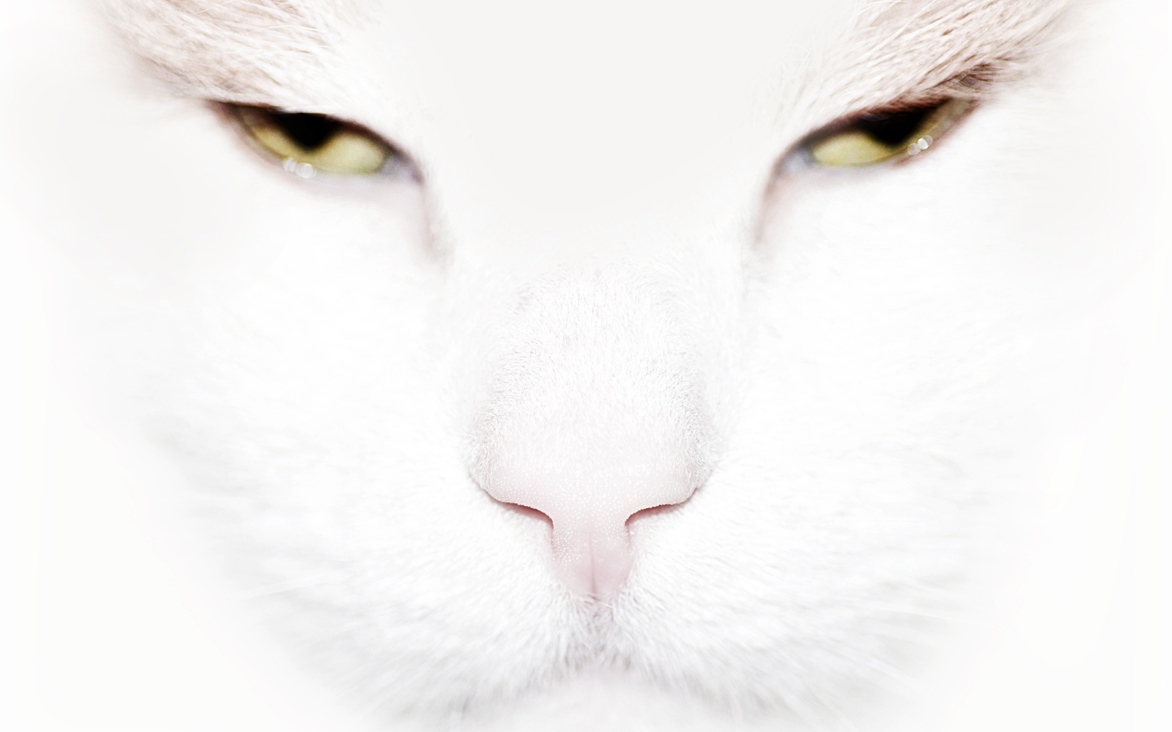 Серьёзный белый кот крупным планом