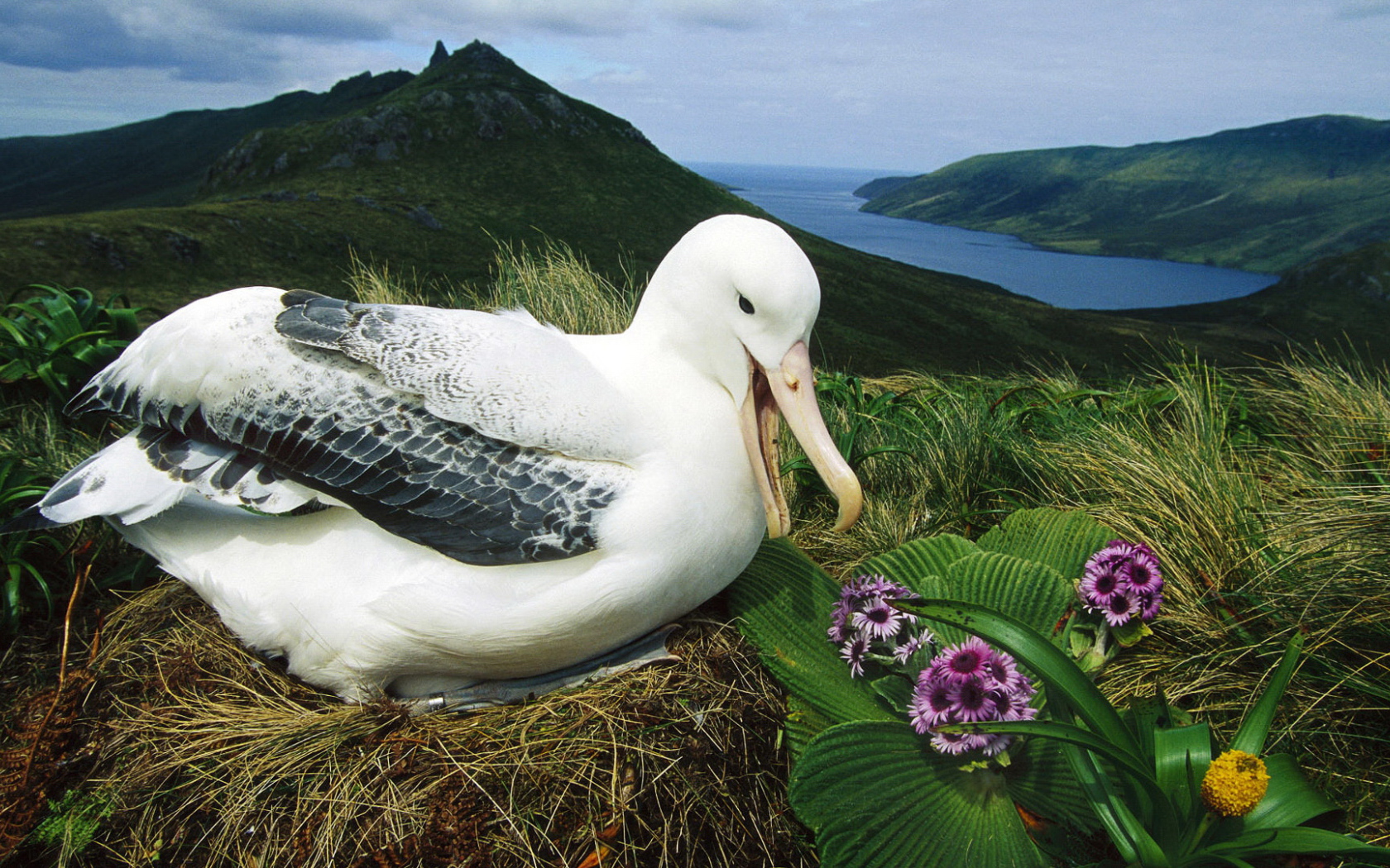 Альбатрос сидит на гнезде