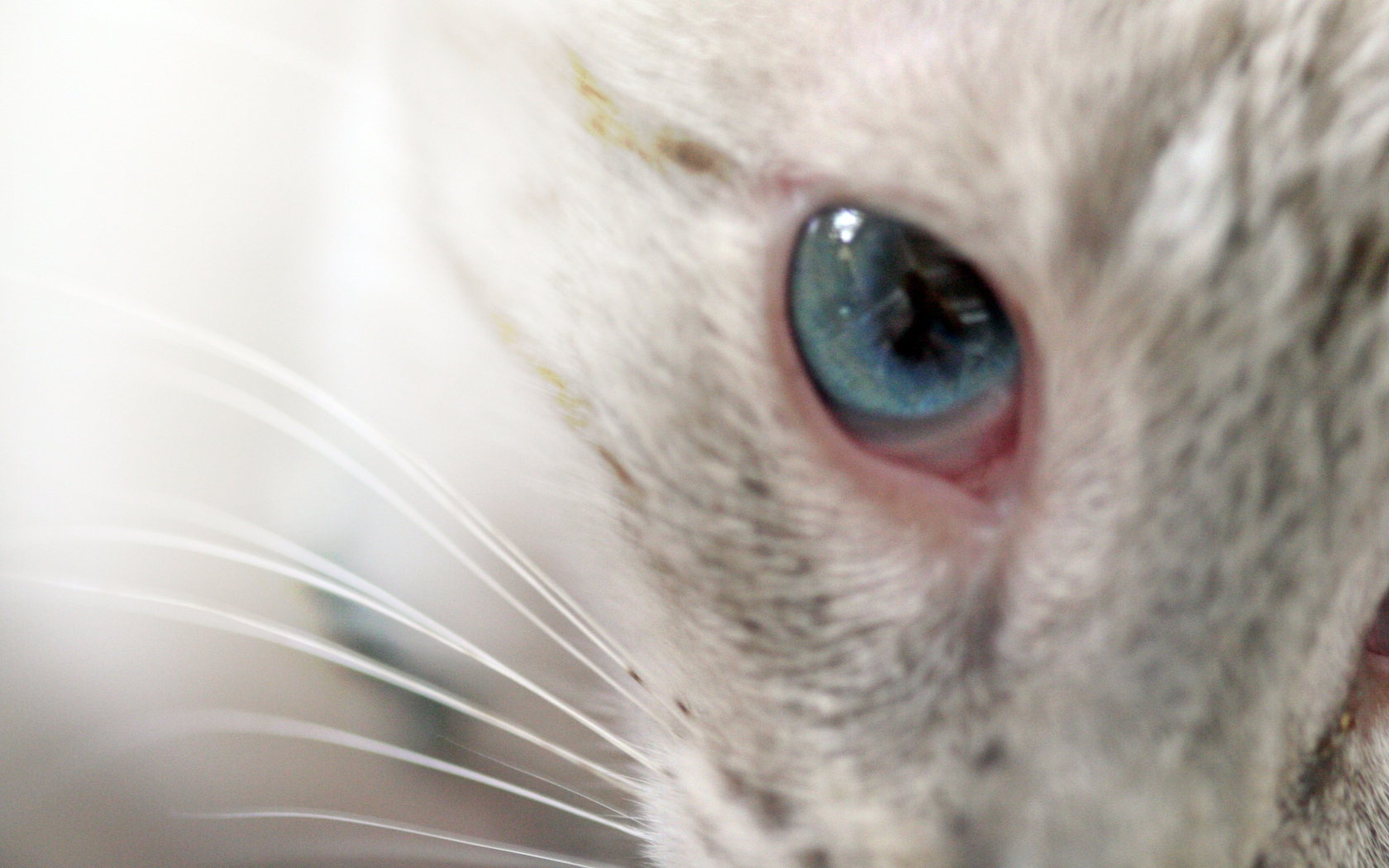 Глаз кошки меконгский бобтейл