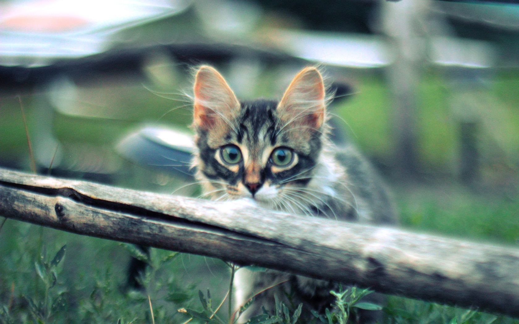 Котенок норвежской лесной кошки