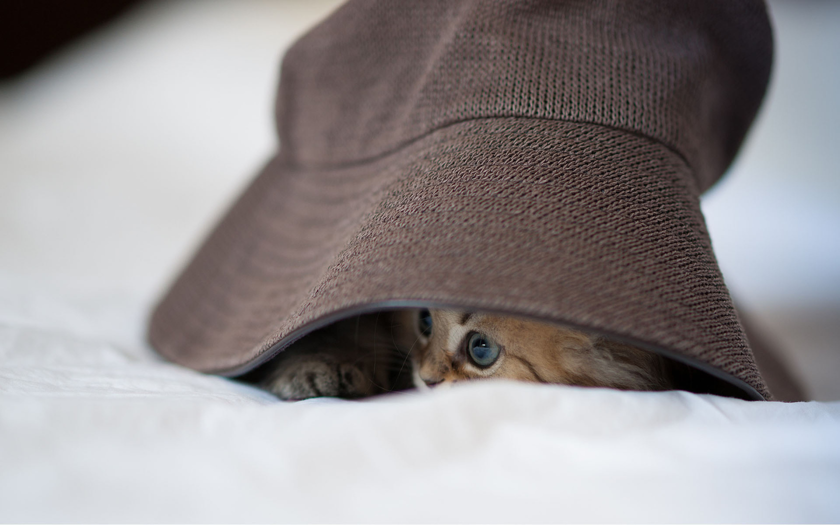 Котенок под шляпой