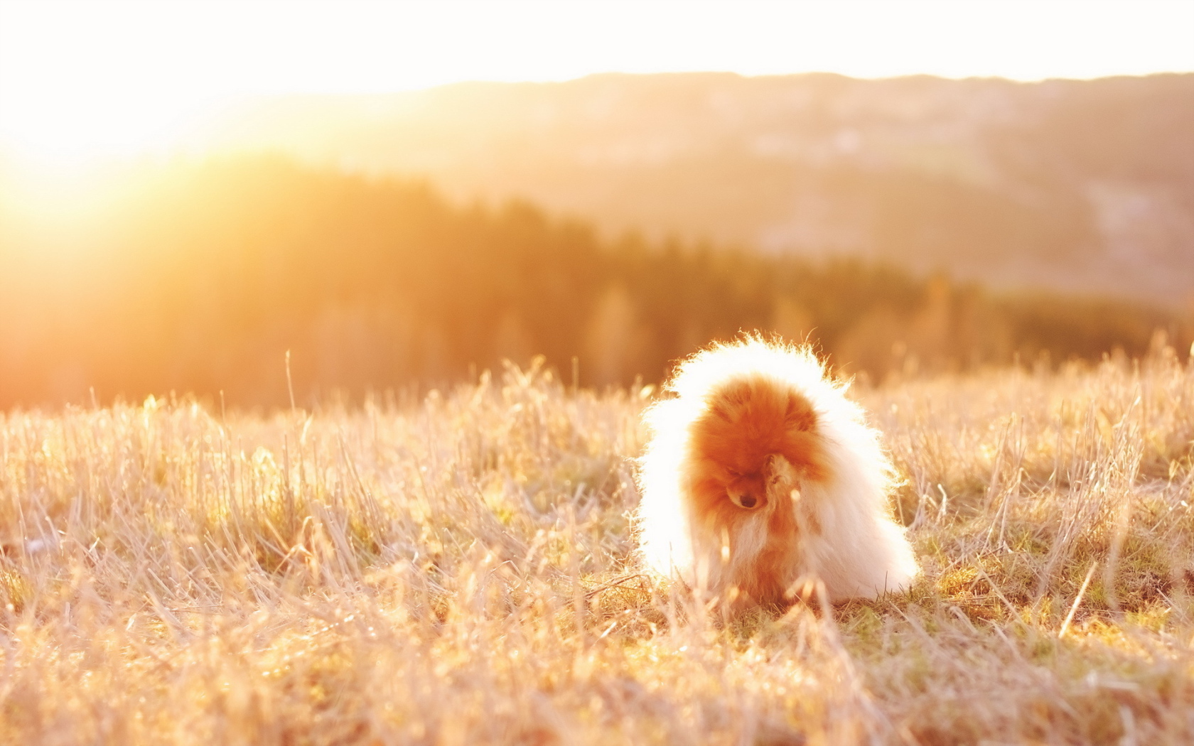 Собака под солнечным светом