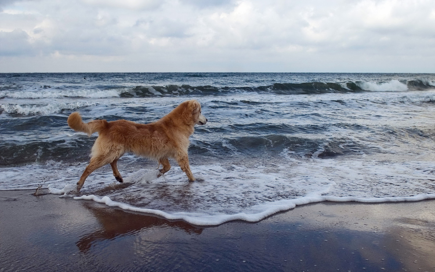 Собака на море