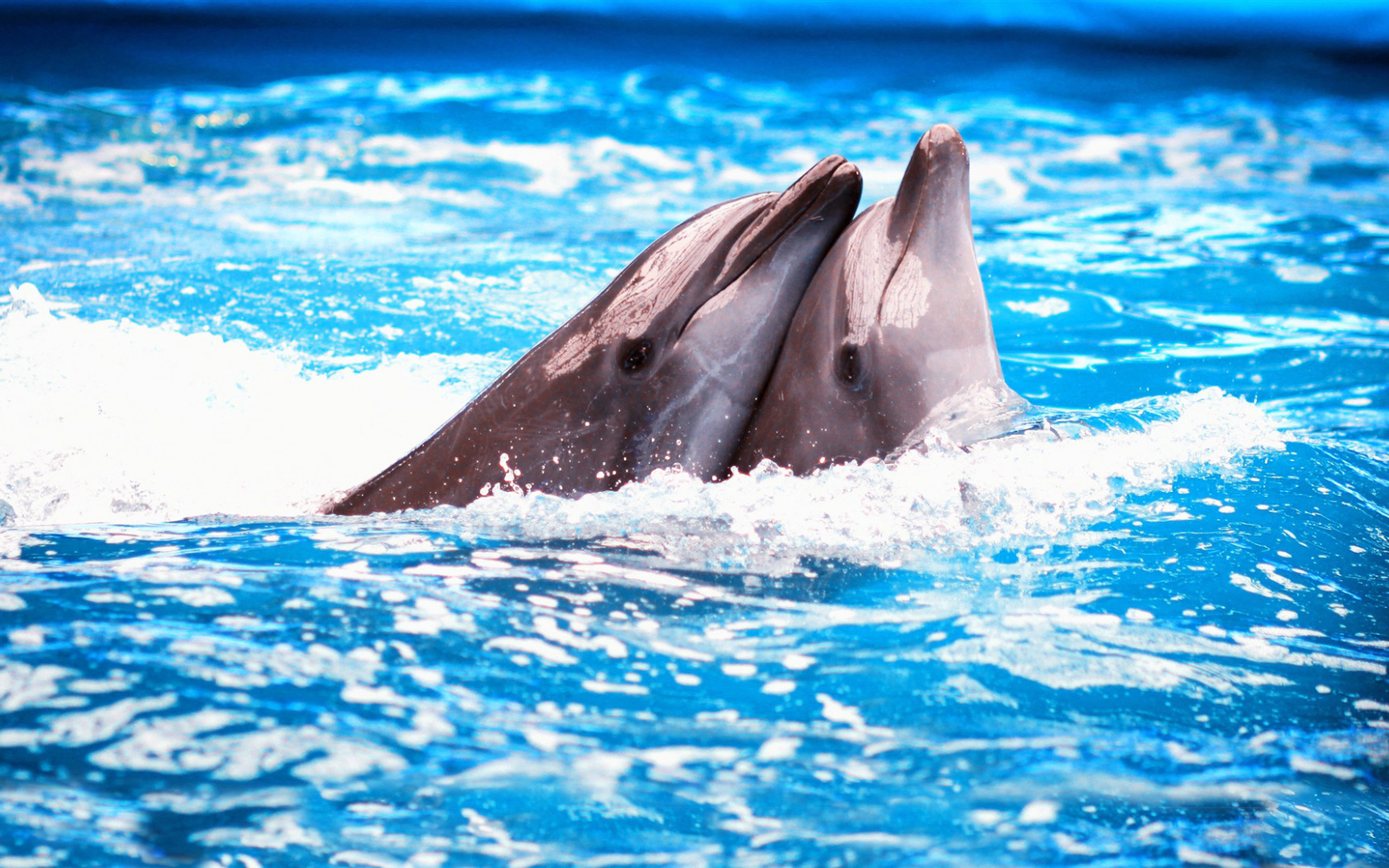Пара дельфинов в голубой воде