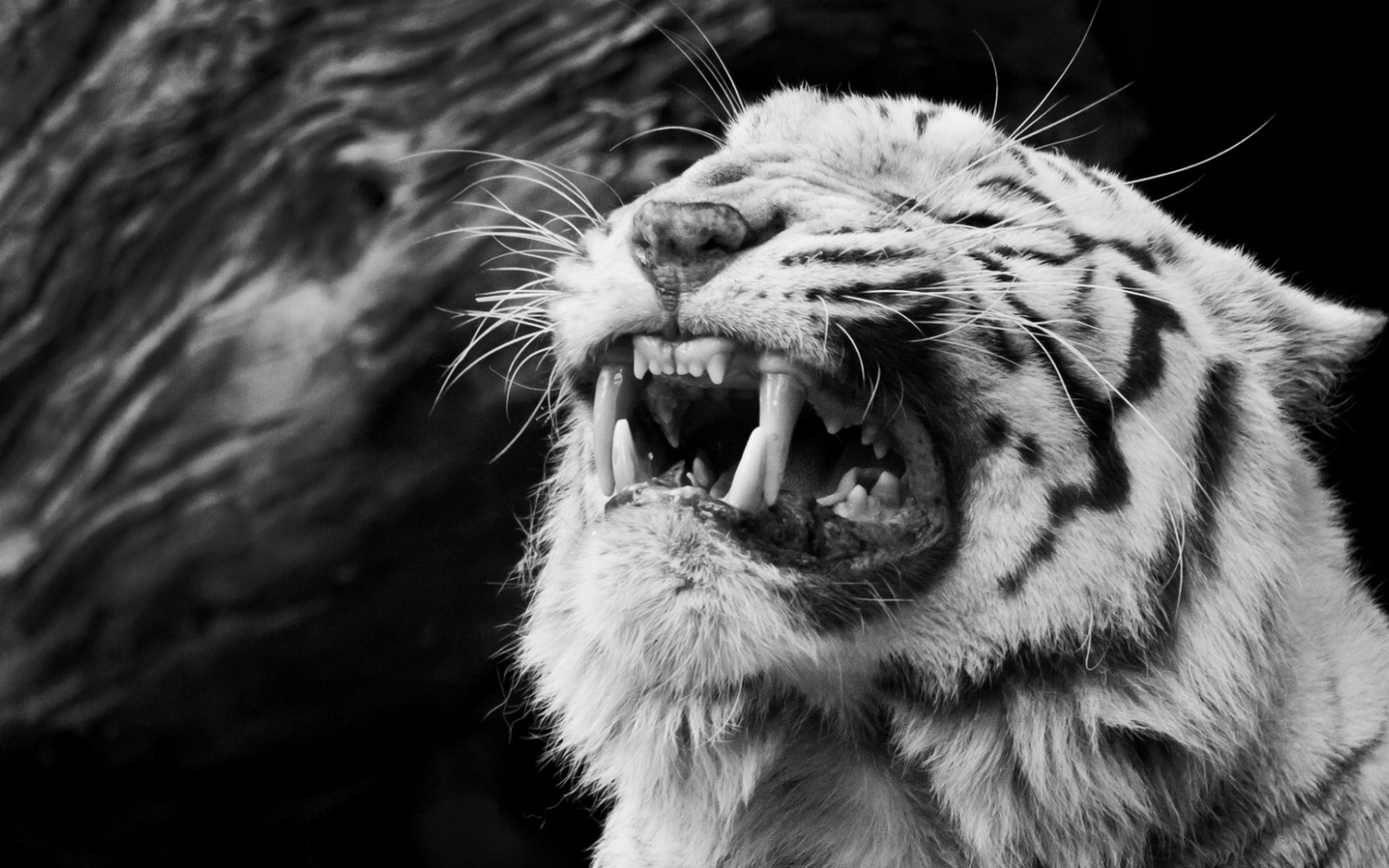 Тигр рычит
