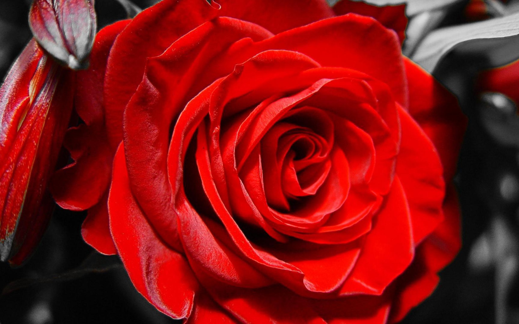 Красная роза на чёрно-белом фоне на восьмое марта