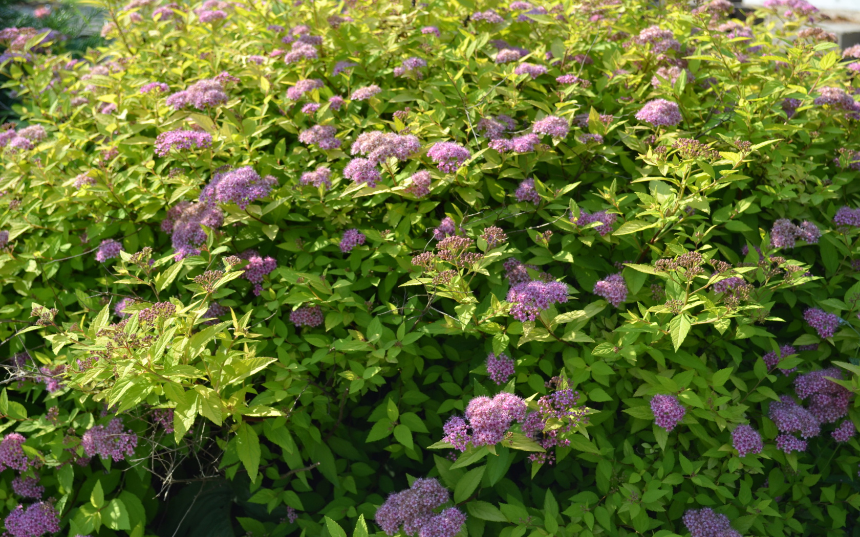Beautiful flowers on the glade spirea