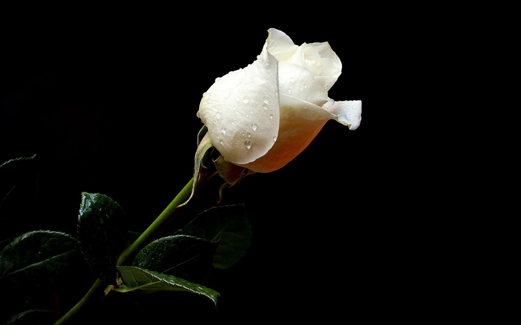 Wet white rose on a black background