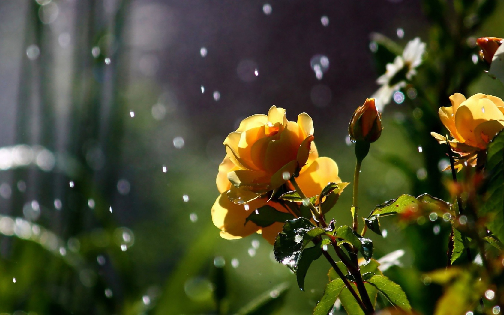 Желтые розы под дождем