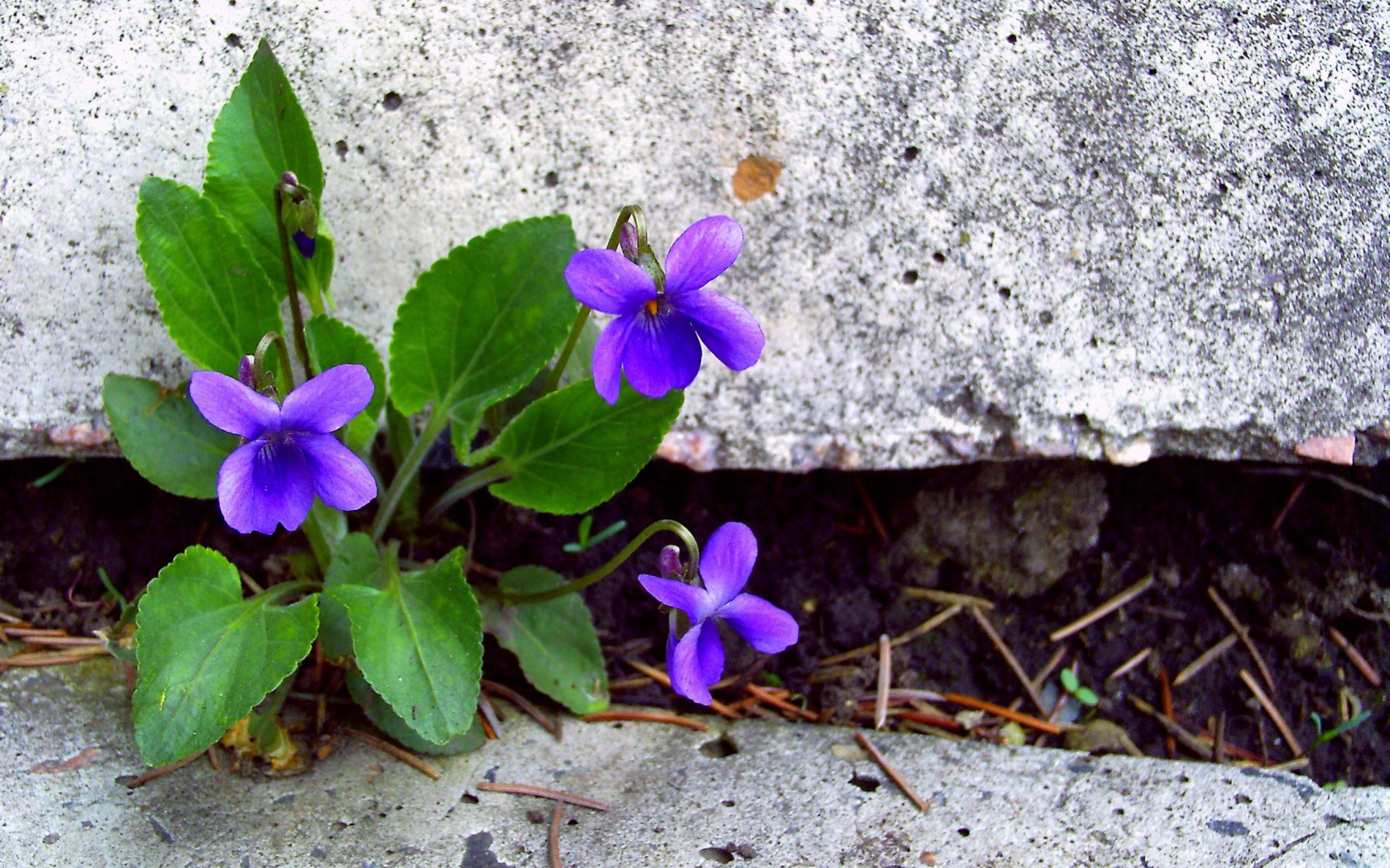 Flowers between the concrete slabs