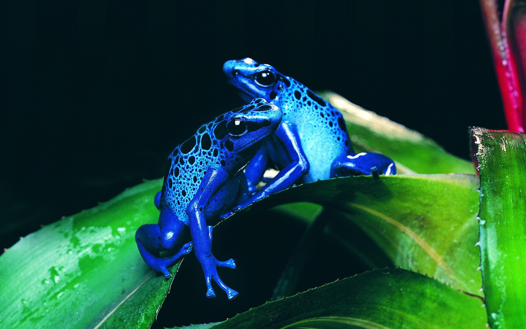 Две синих лягушки на зеленом листе