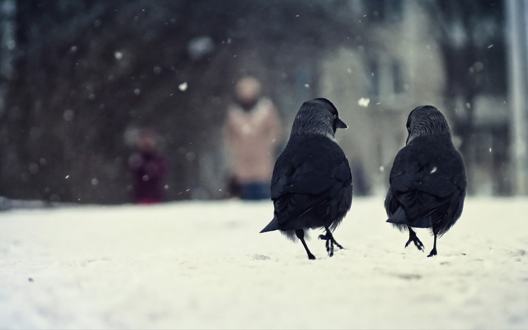 Две вороны гуляют по снегу