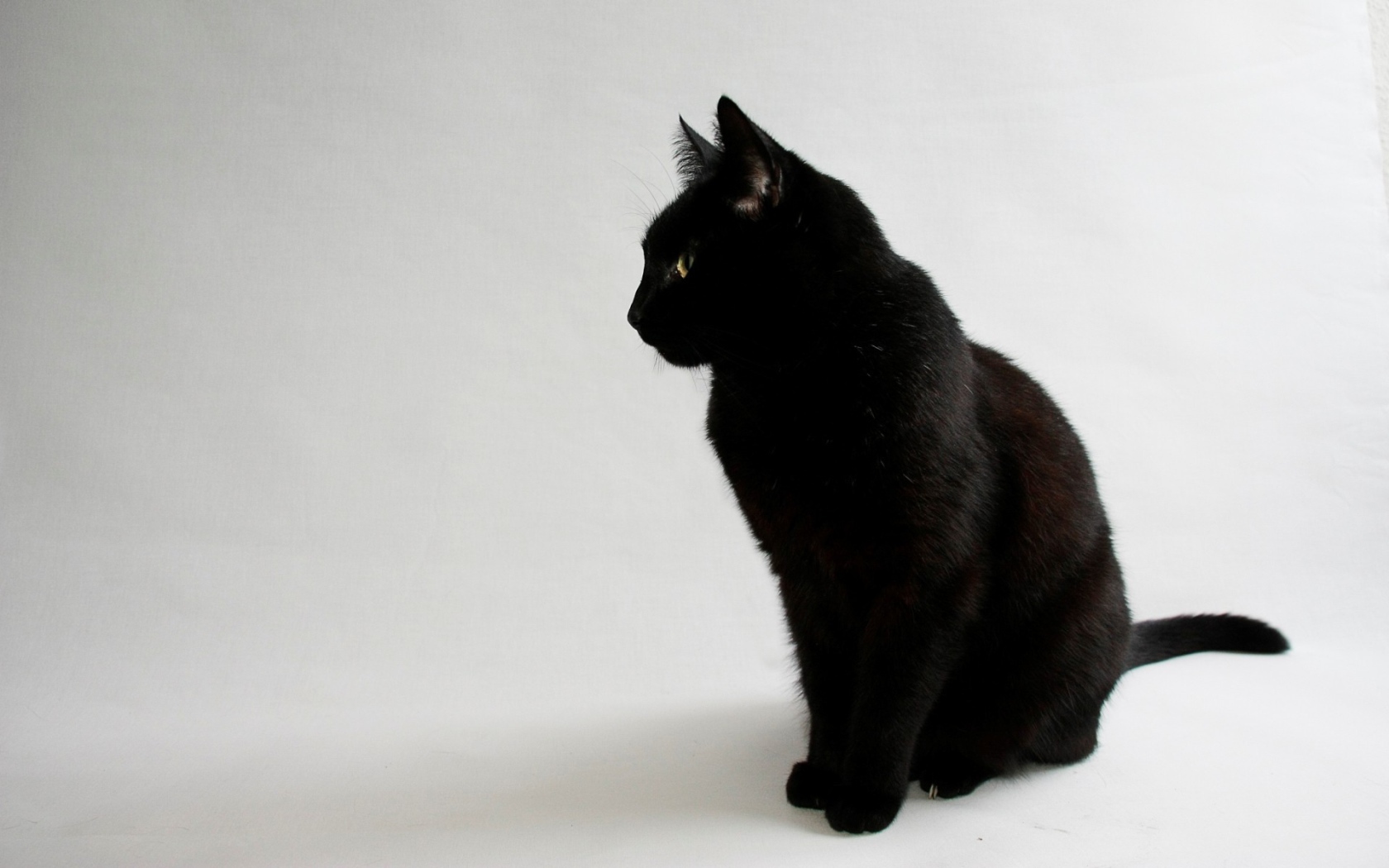 Черный кот на сером фоне