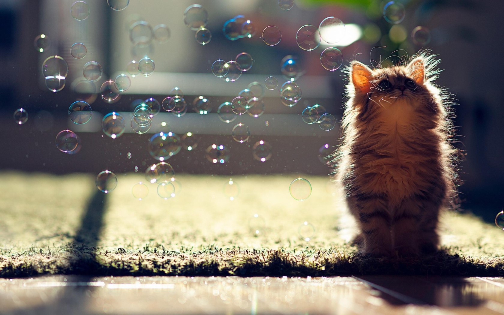 Fluffy kitten in a cloud of soap bubbles