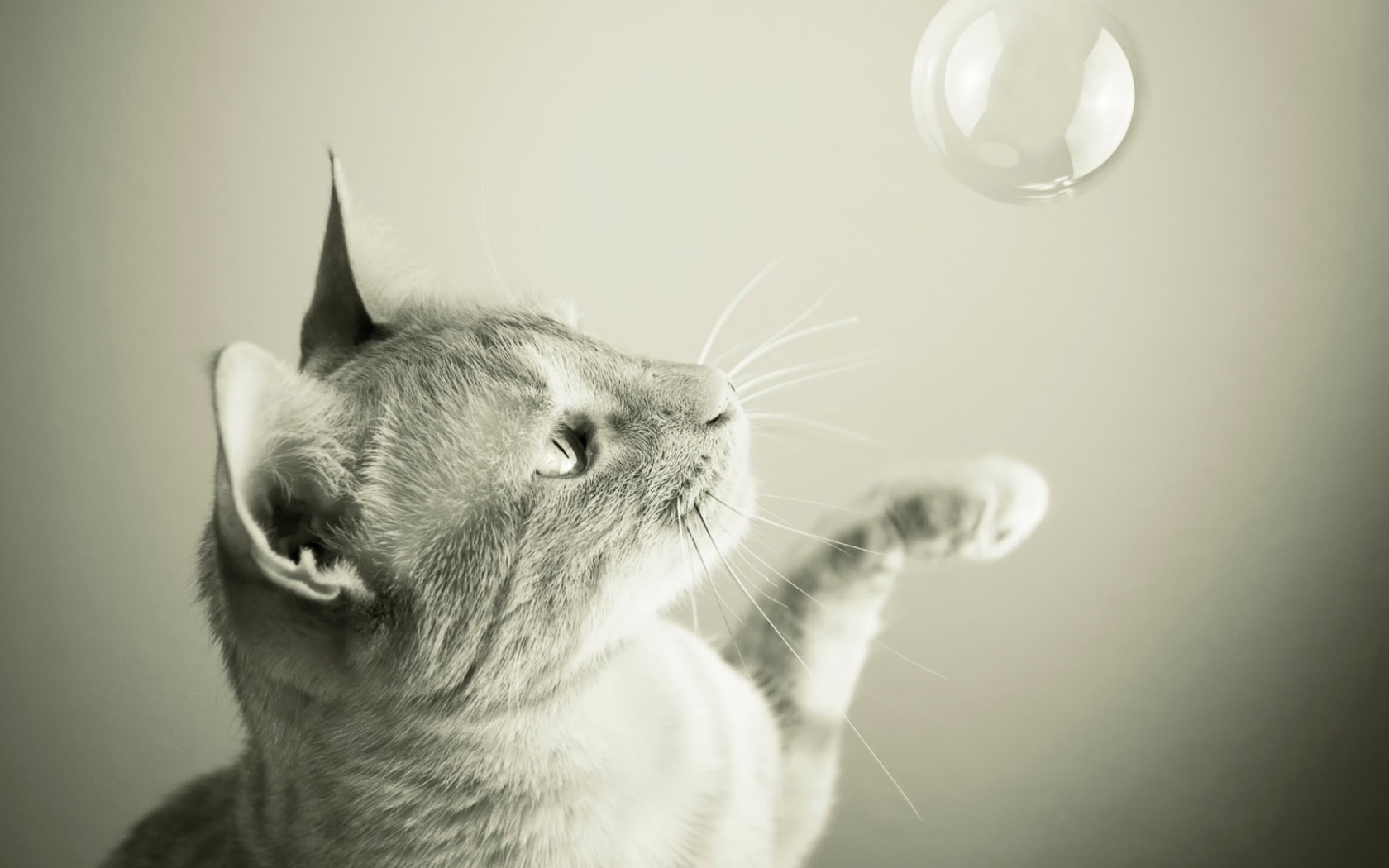 Серый кот охотится на мыльный пузырь