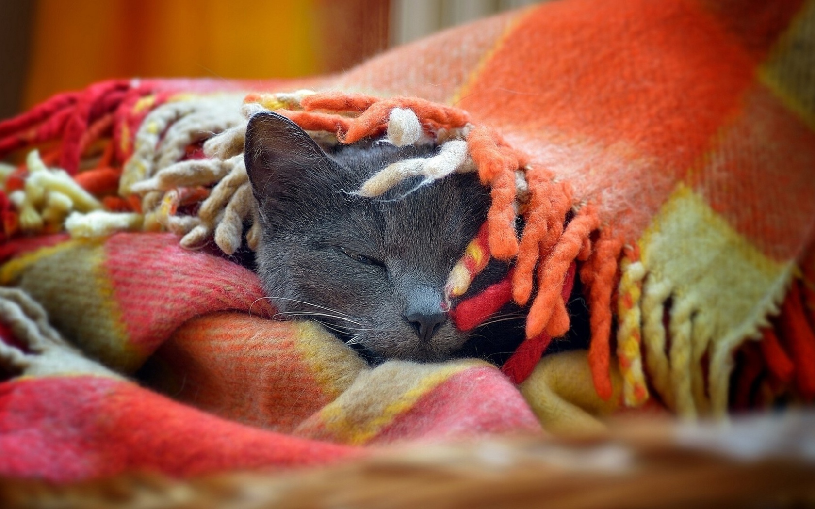 Серый кот спит под пледом