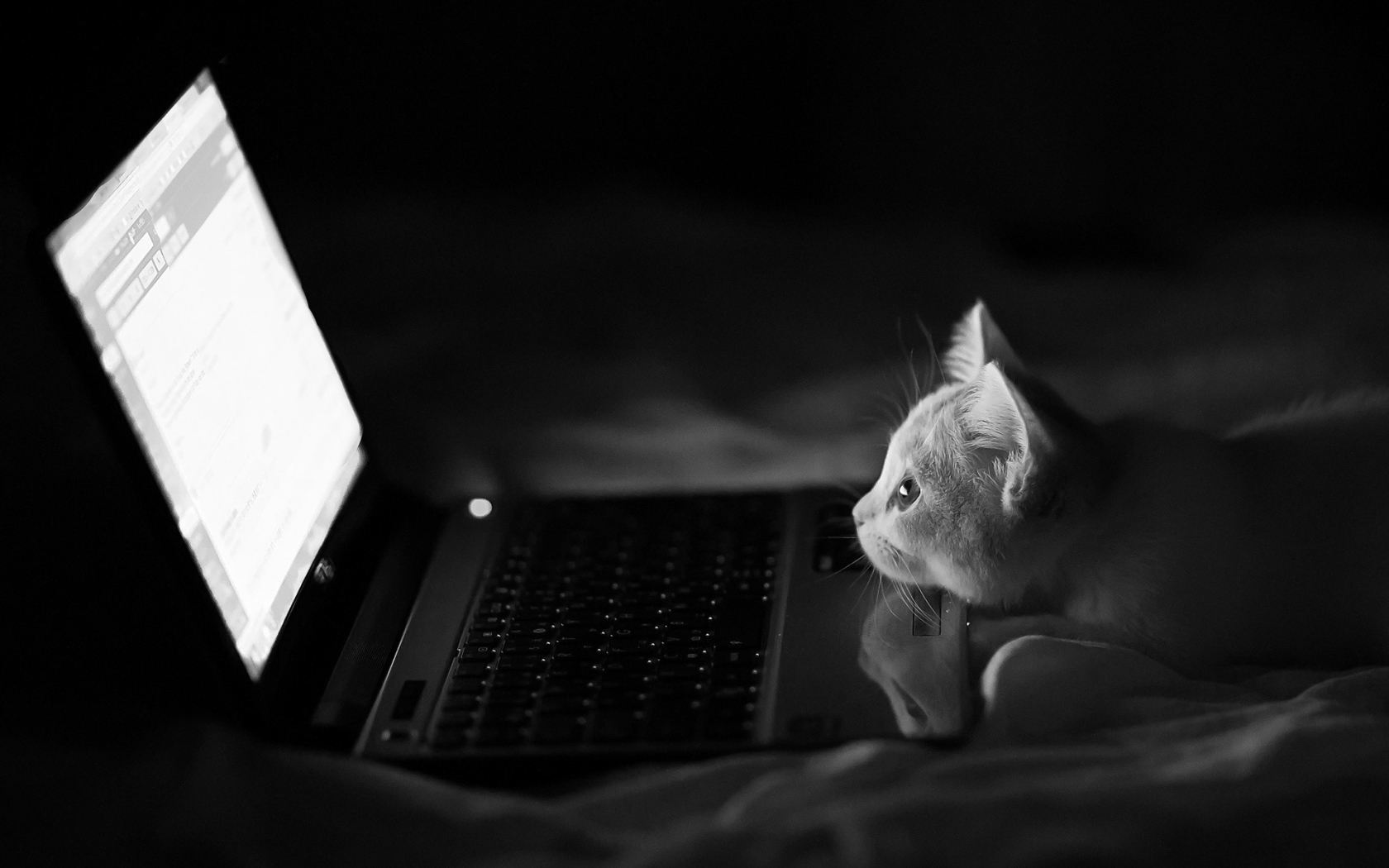 Серый котенок смотрит в ноутбук